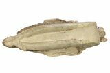 Fossil Running Rhino (Hyracodon) Skull - South Dakota #263480-9